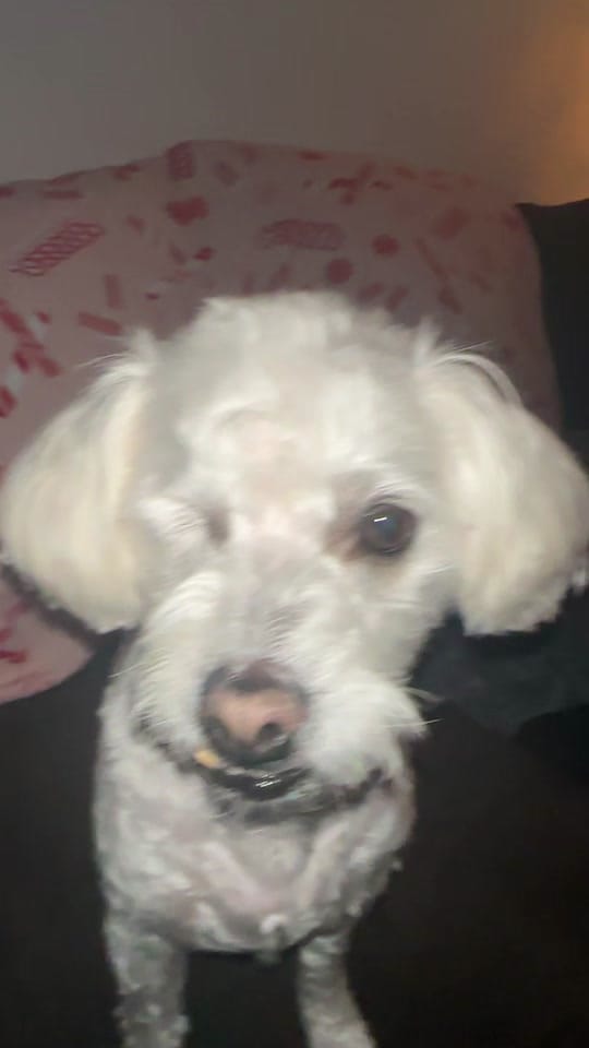 Post 7 by Aubrey Lynn on TikTok (video)
