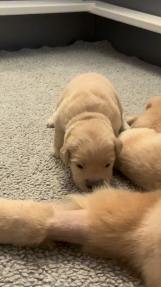 Post 5 by Levi on TikTok (video)