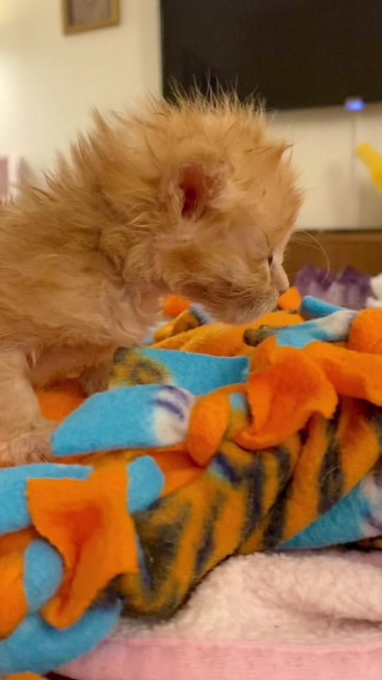 Post 10 by Samantha Bell: Cat Expert 😺 on TikTok (video)