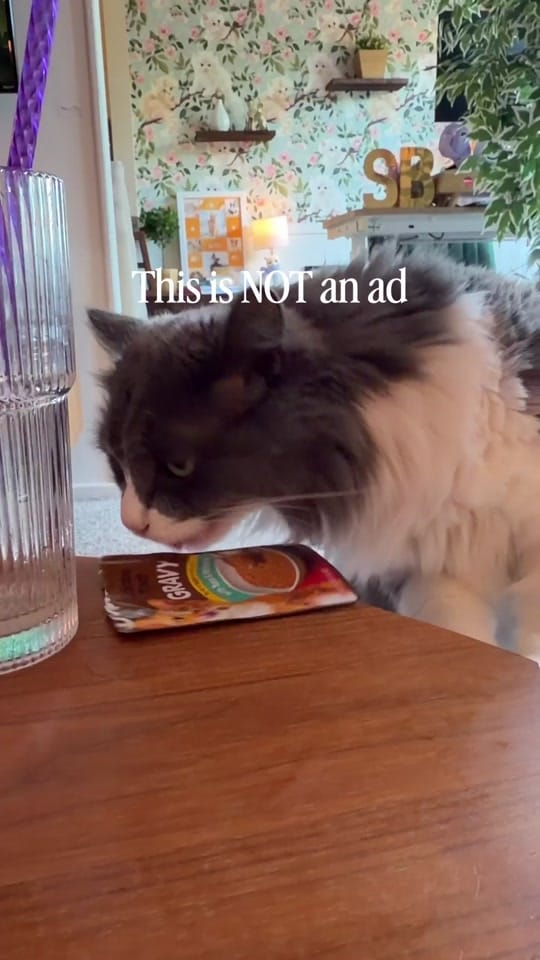 Post 2 by Samantha Bell: Cat Expert 😺 on TikTok (video)