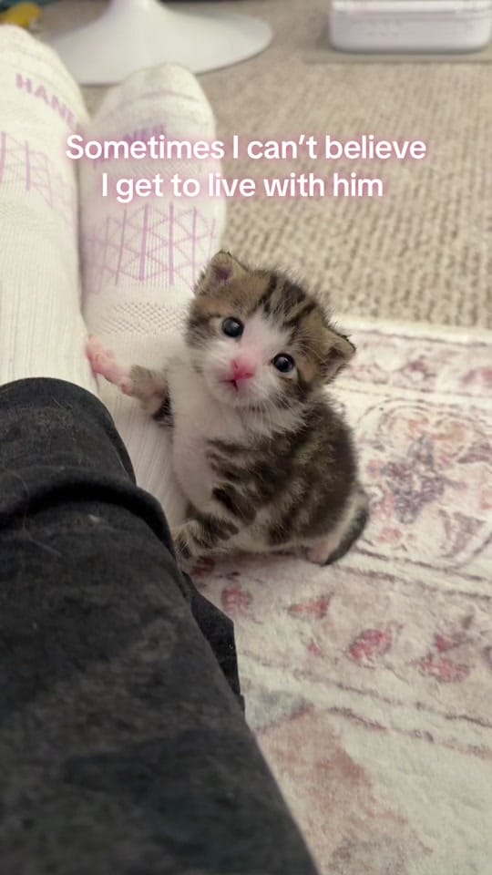 Post 9 by Samantha Bell: Cat Expert 😺 on TikTok (video)
