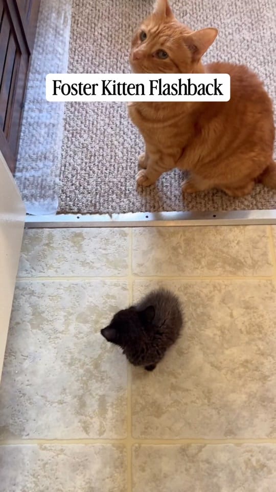 Post 5 by Samantha Bell: Cat Expert 😺 on TikTok (video)