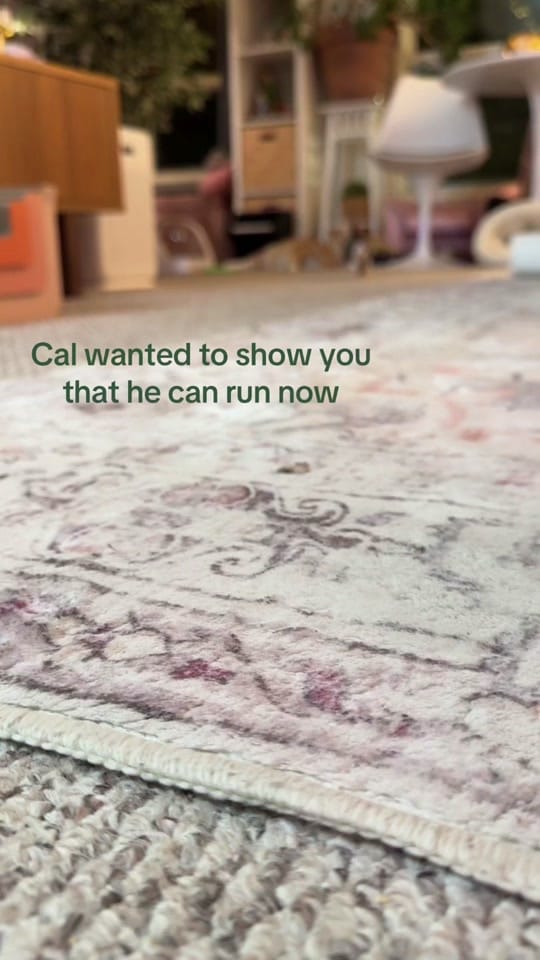 Post 8 by Samantha Bell: Cat Expert 😺 on TikTok (video)