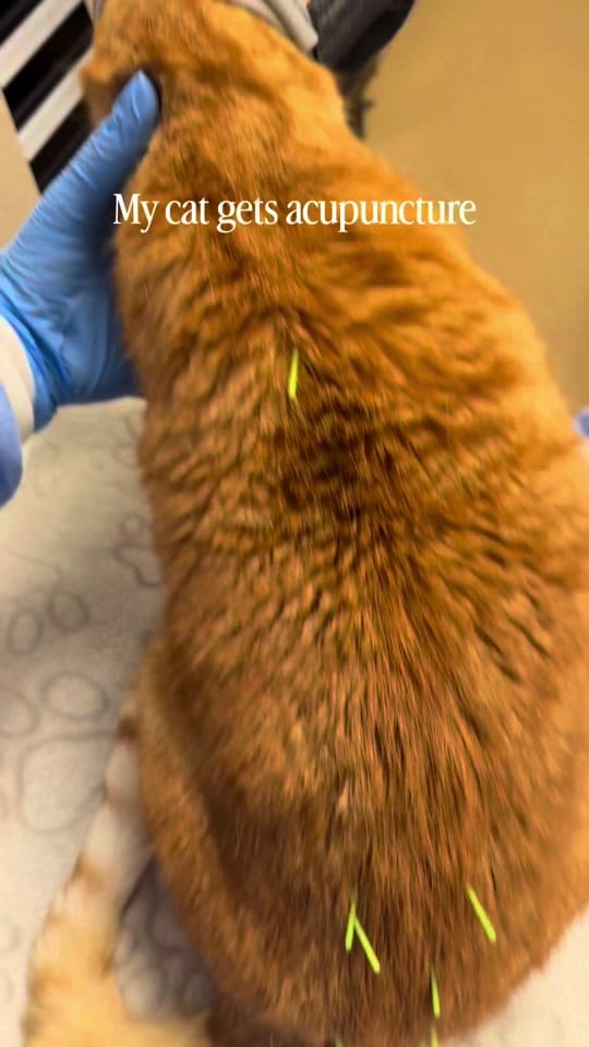 Post 7 by Samantha Bell: Cat Expert 😺 on TikTok (video)