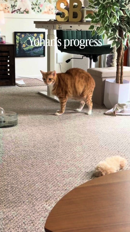 Post 3 by Samantha Bell: Cat Expert 😺 on TikTok (video)