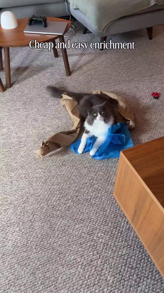 Post 4 by Samantha Bell: Cat Expert 😺 on TikTok (video)