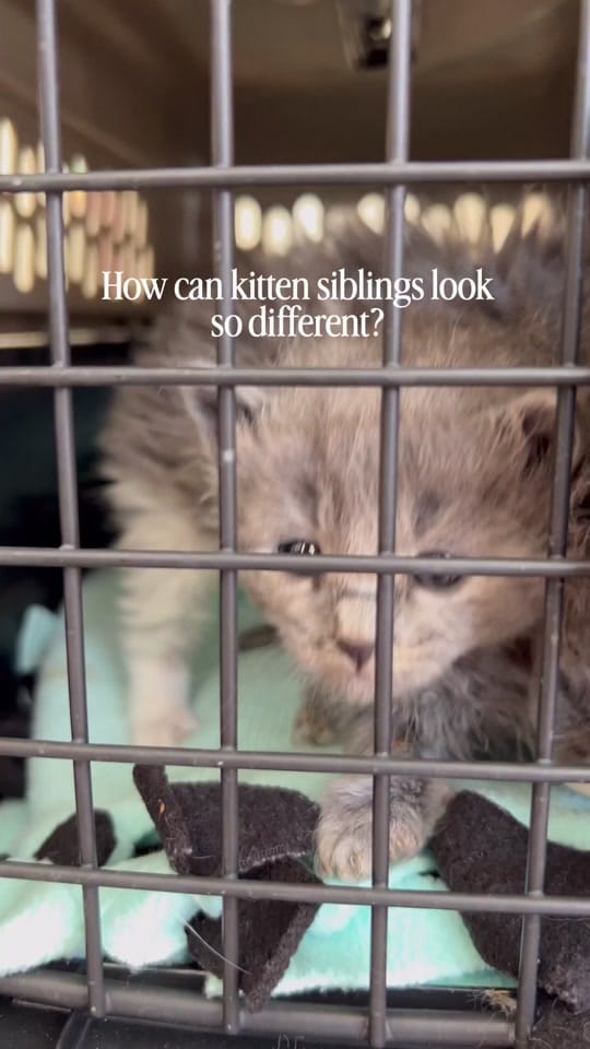 Post 1 by Samantha Bell: Cat Expert 😺 on TikTok (video)