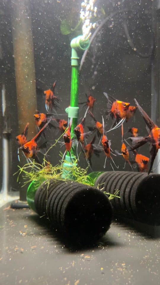 Post 7 by Amazonia Tropical Fish on TikTok (video)