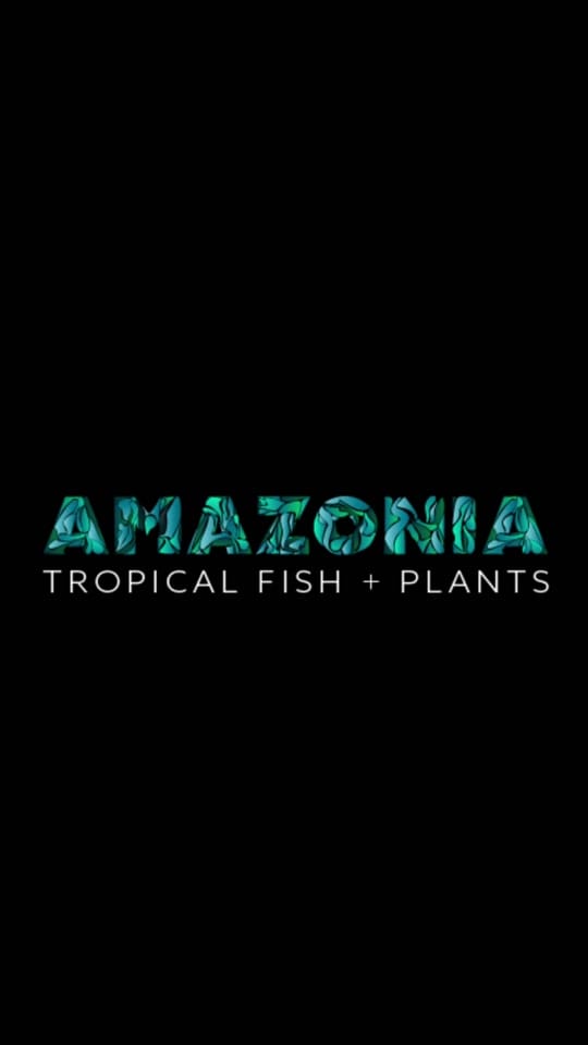 Post 10 by Amazonia Tropical Fish on TikTok (video)