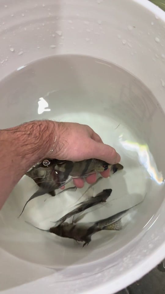 Post 3 by Amazonia Tropical Fish on TikTok (video)