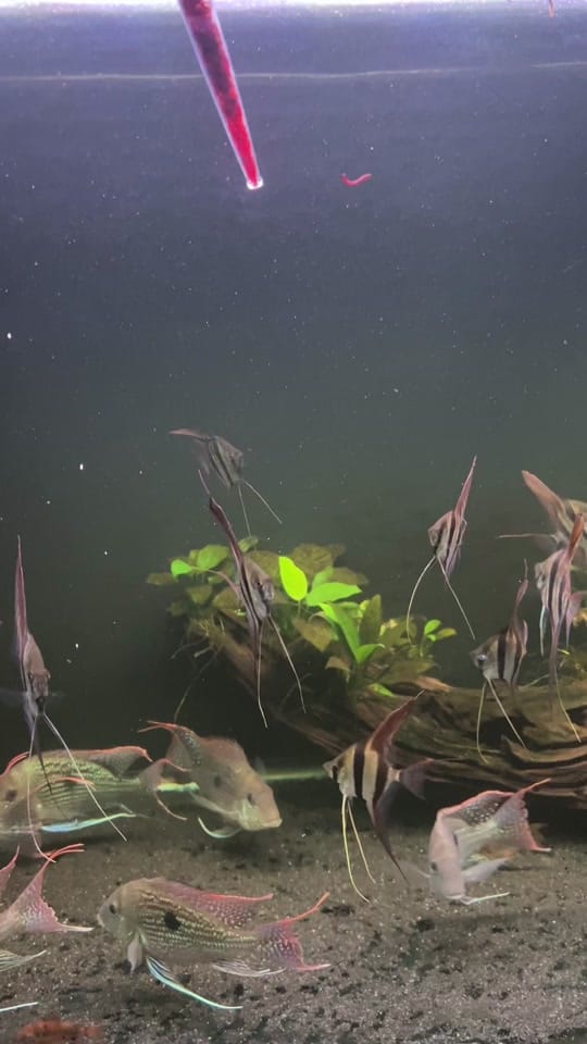 Post 9 by Amazonia Tropical Fish on TikTok (video)