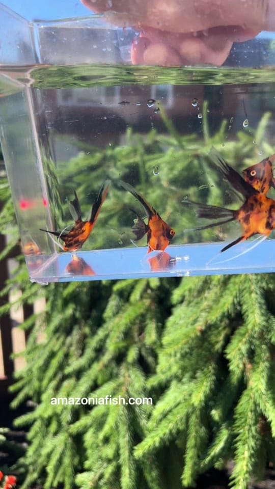 Post 8 by Amazonia Tropical Fish on TikTok (video)