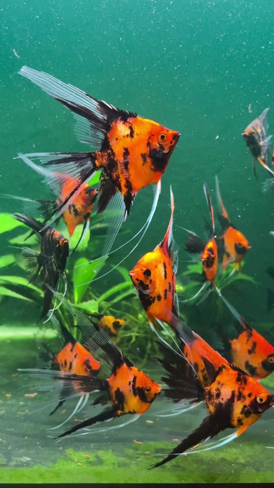 Post 6 by Amazonia Tropical Fish on TikTok (video)