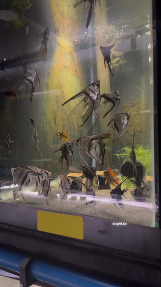 Post 4 by Amazonia Tropical Fish on TikTok (video)