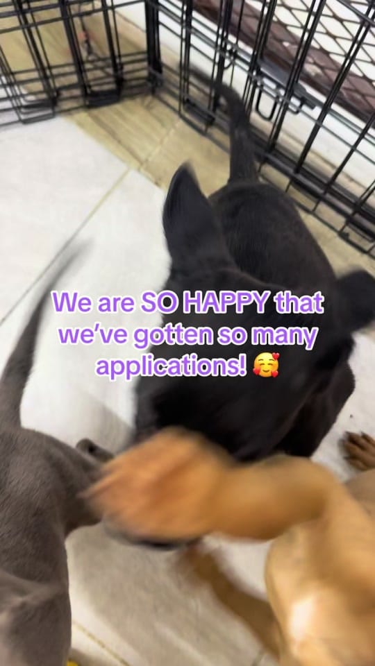 Post 10 by Heart of the Underdog on TikTok (video)