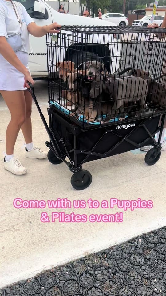 Post 6 by Heart of the Underdog on TikTok (video)