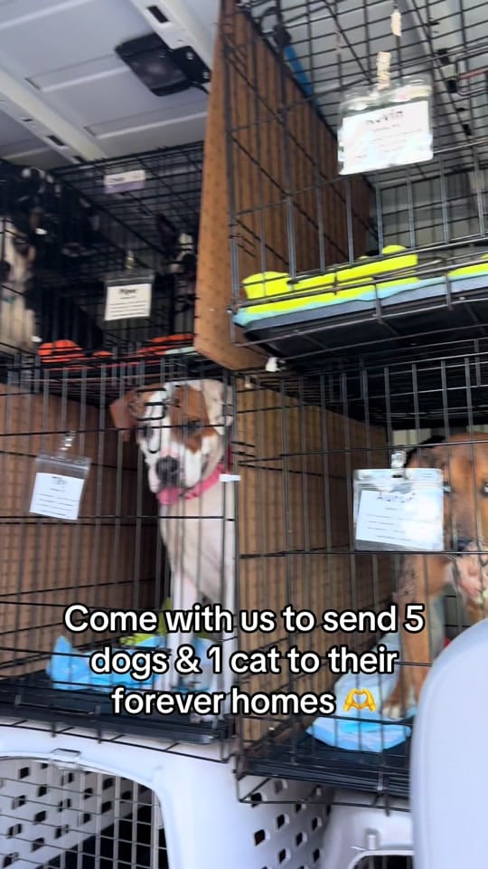 Post 5 by Heart of the Underdog on TikTok (video)