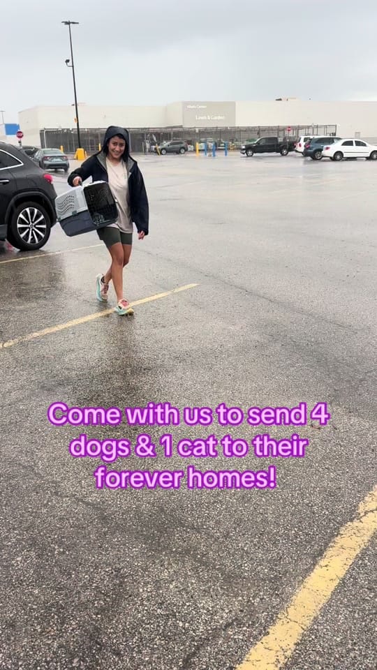 Post 7 by Heart of the Underdog on TikTok (video)