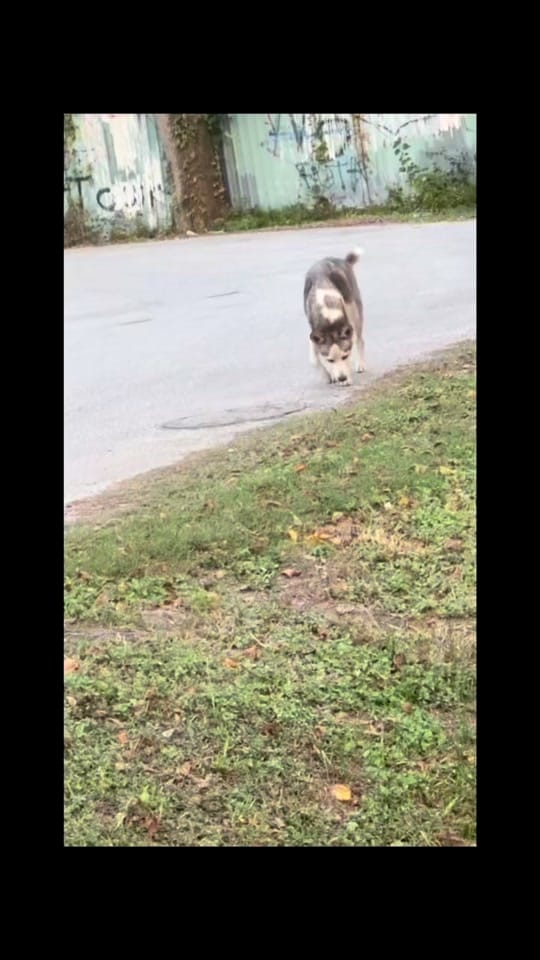 Post 1 by Heart of the Underdog on TikTok (video)