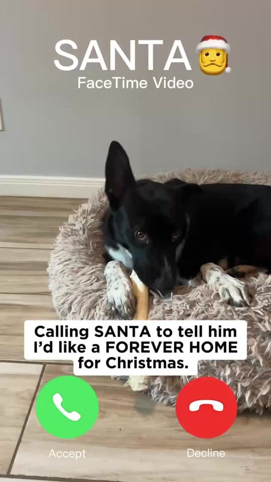 Post 2 by Heart of the Underdog on TikTok (video)