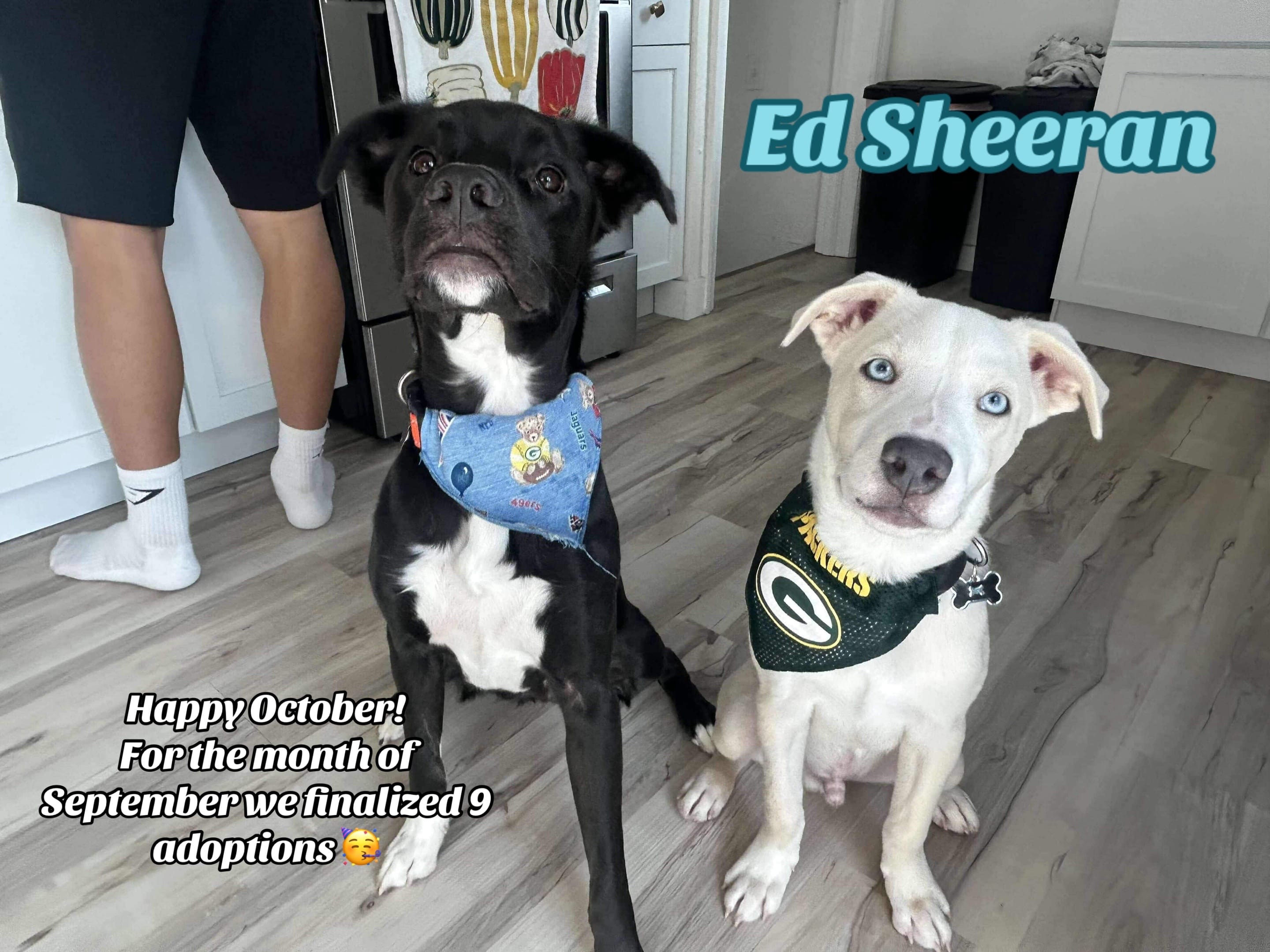 Post 3 by Heart of the Underdog on TikTok (video)