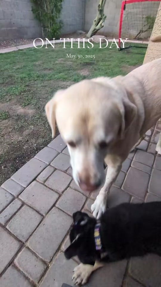 Post 7 by Brooklyn GDA on TikTok (video)