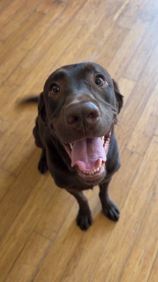 Post 2 by PartnersDogs on TikTok (video)