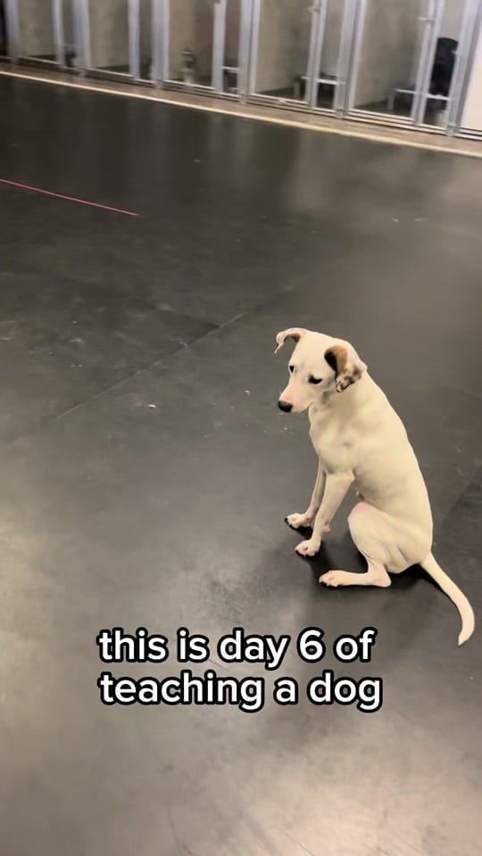 Post 6 by PartnersDogs on TikTok (video)
