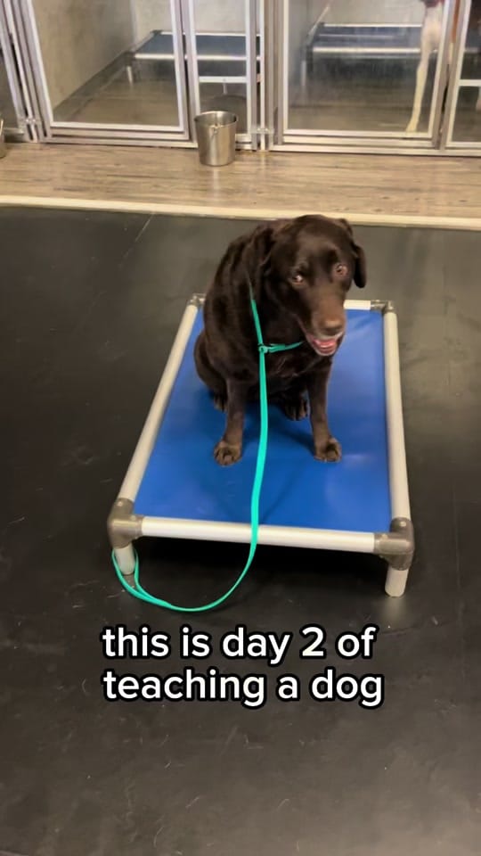 Post 9 by PartnersDogs on TikTok (video)