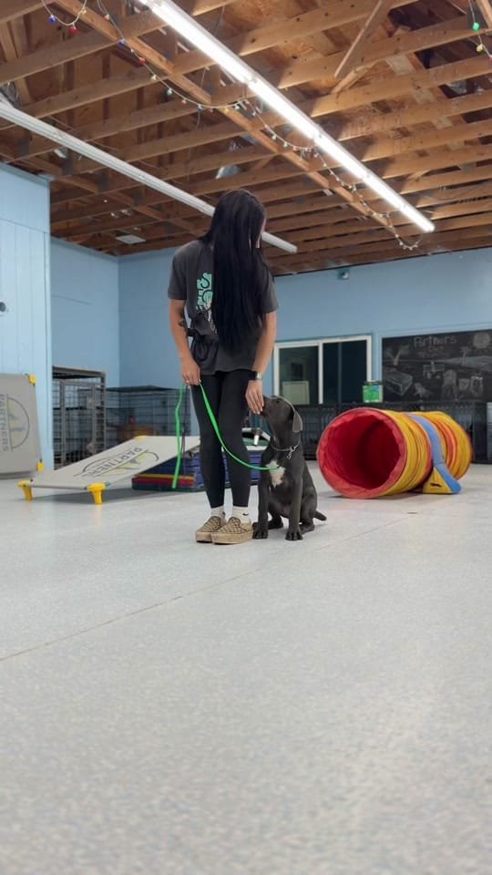 Post 3 by PartnersDogs on TikTok (video)