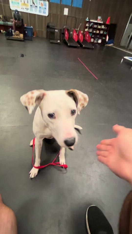 Post 10 by PartnersDogs on TikTok (video)