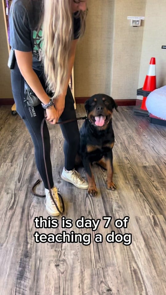 Post 5 by PartnersDogs on TikTok (video)