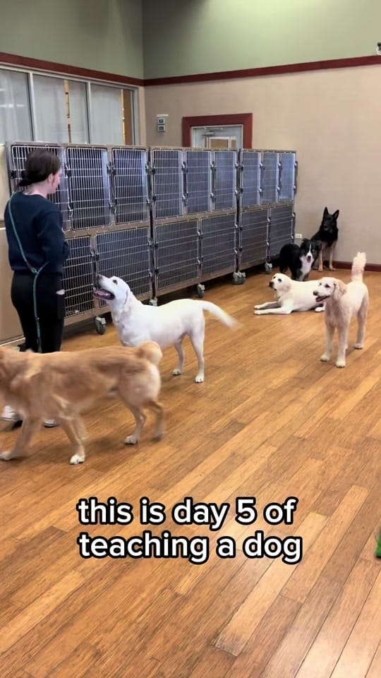 Post 7 by PartnersDogs on TikTok (video)