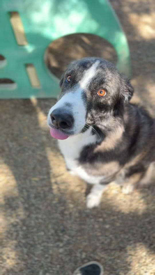 Post 1 by PartnersDogs on TikTok (video)