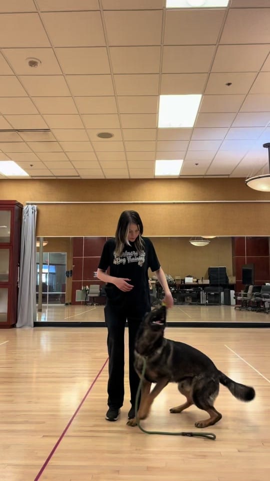 Post 8 by PartnersDogs on TikTok (video)