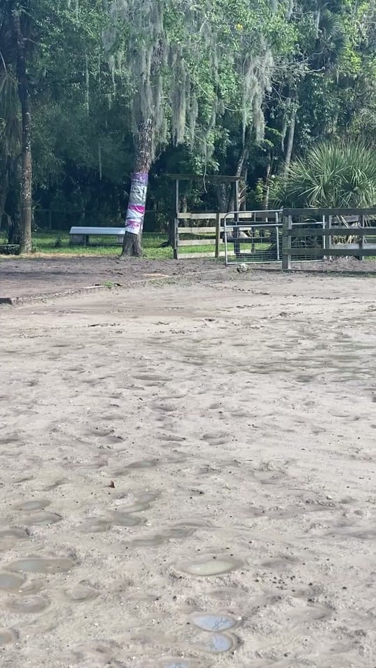 Post 10 by estrote91 on TikTok (video)