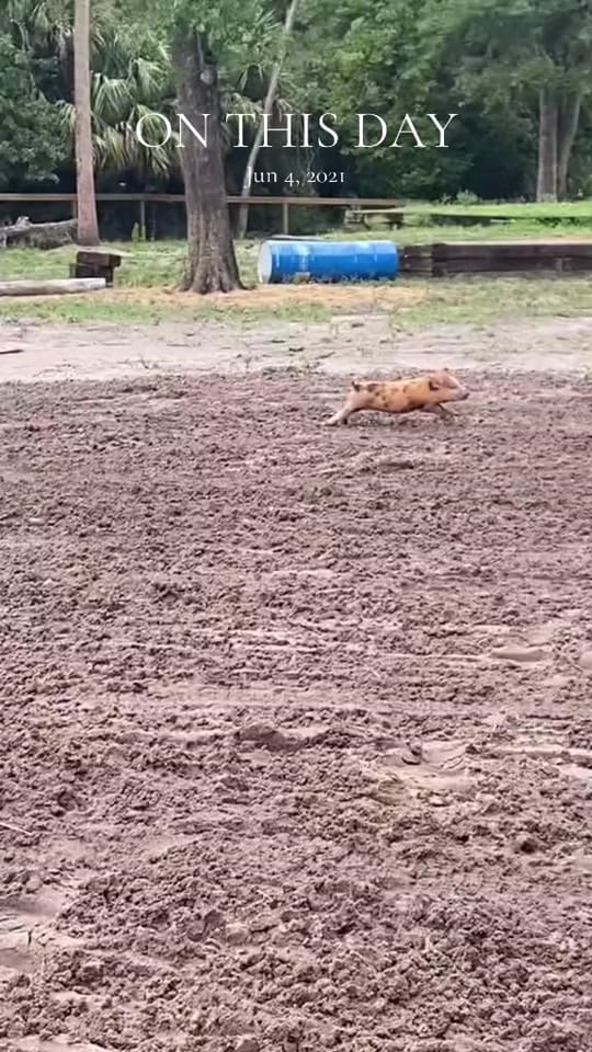 Post 7 by estrote91 on TikTok (video)