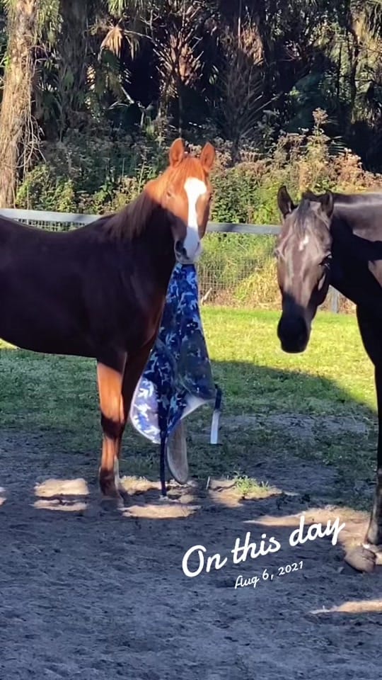 Post 2 by estrote91 on TikTok (video)