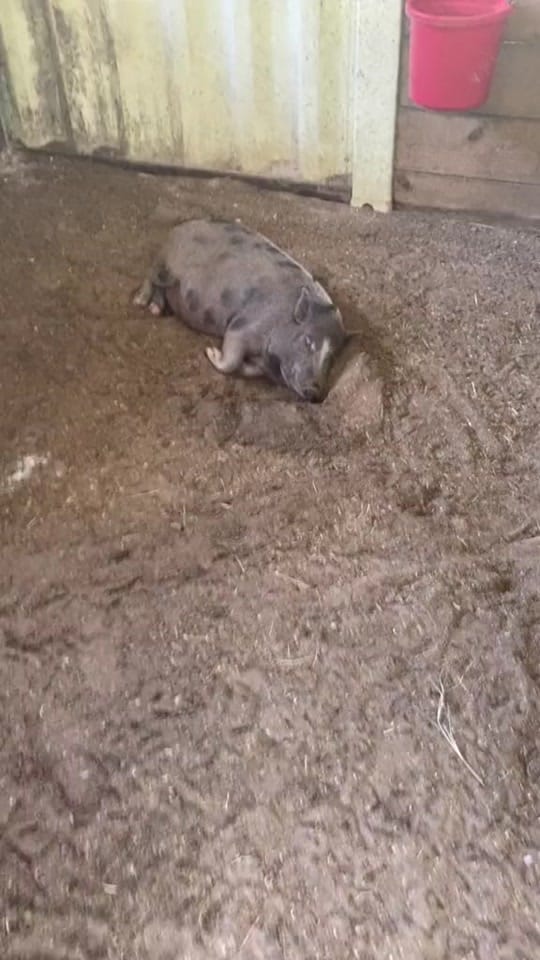 Post 1 by estrote91 on TikTok (video)