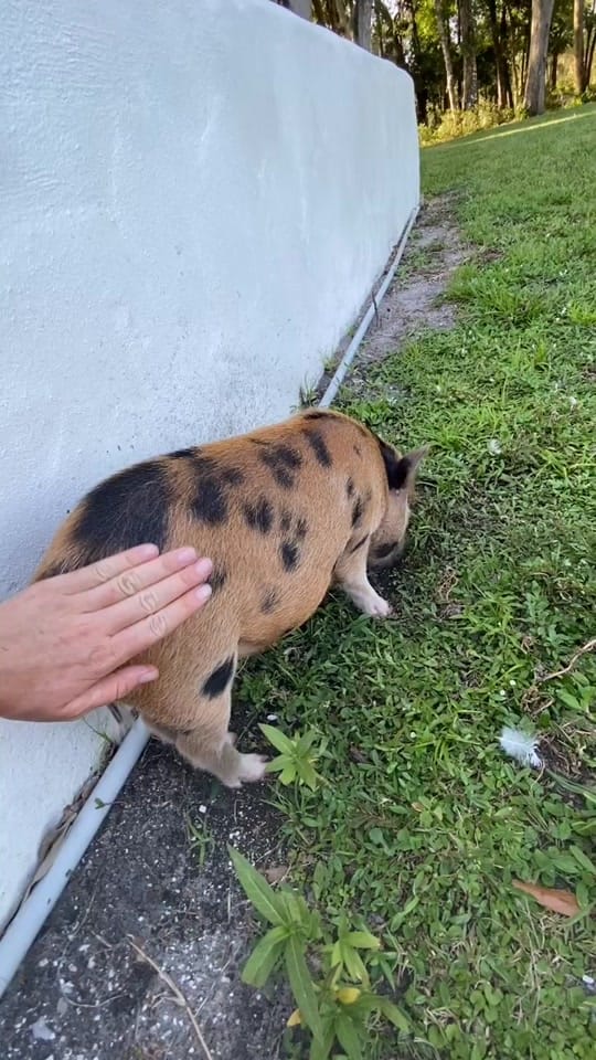 Post 9 by estrote91 on TikTok (video)