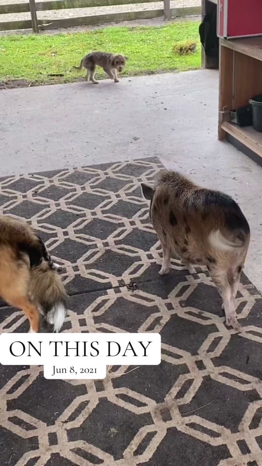 Post 6 by estrote91 on TikTok (video)