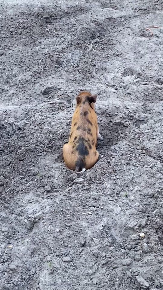 Post 8 by estrote91 on TikTok (video)