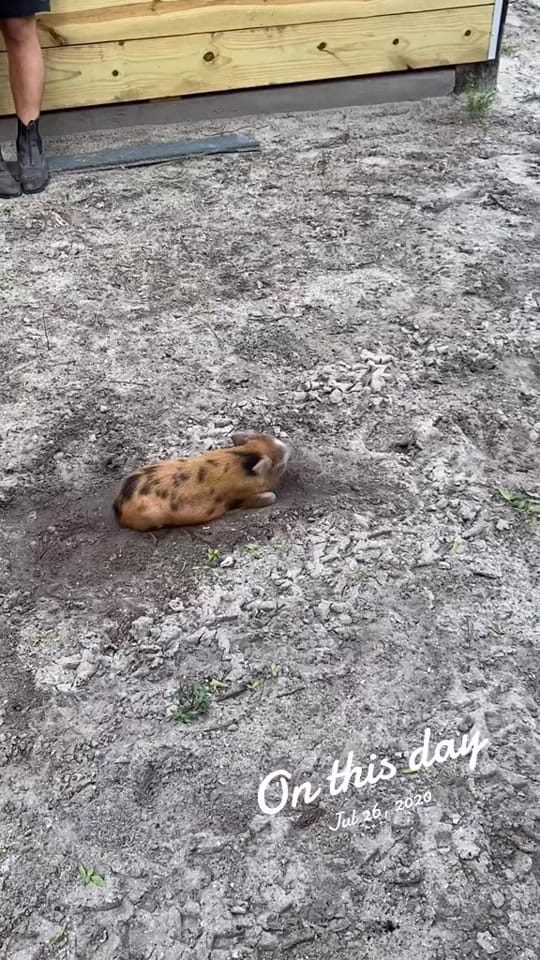 Post 3 by estrote91 on TikTok (video)