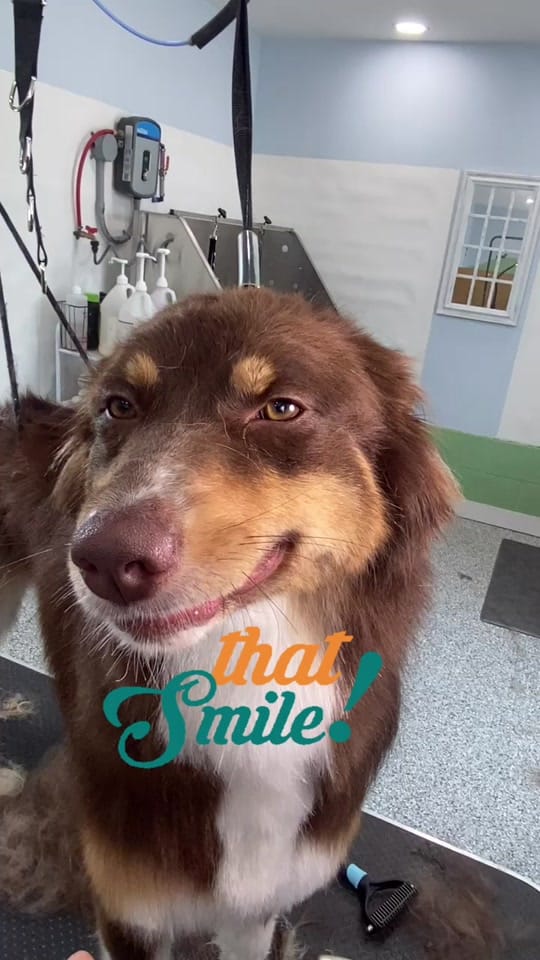 Post 1 by Lisa Bienfang 💙 on TikTok (video)
