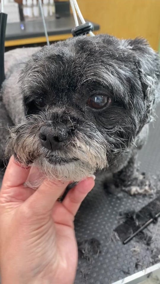Post 4 by Lisa Bienfang 💙 on TikTok (video)