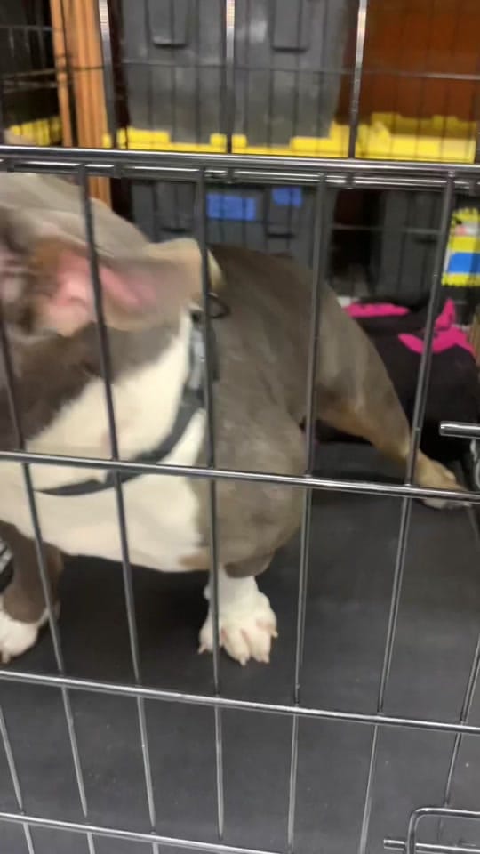 Post 6 by Houston D.O.G. Rescue on TikTok (video)