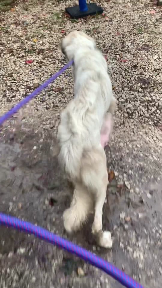 Post 10 by Houston D.O.G. Rescue on TikTok (video)