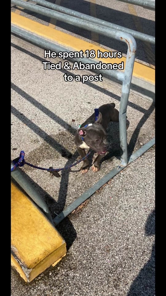 Post 8 by Houston D.O.G. Rescue on TikTok (video)