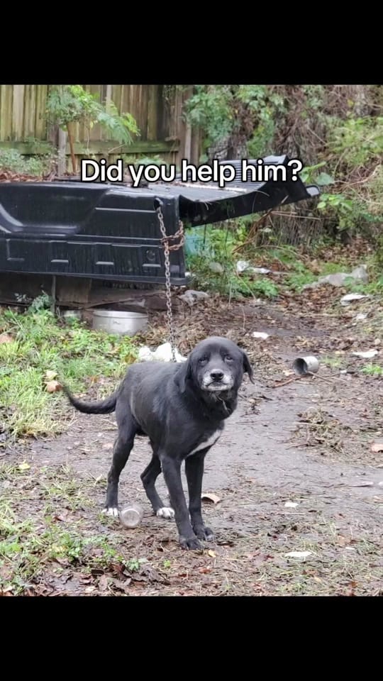 Post 9 by Houston D.O.G. Rescue on TikTok (video)