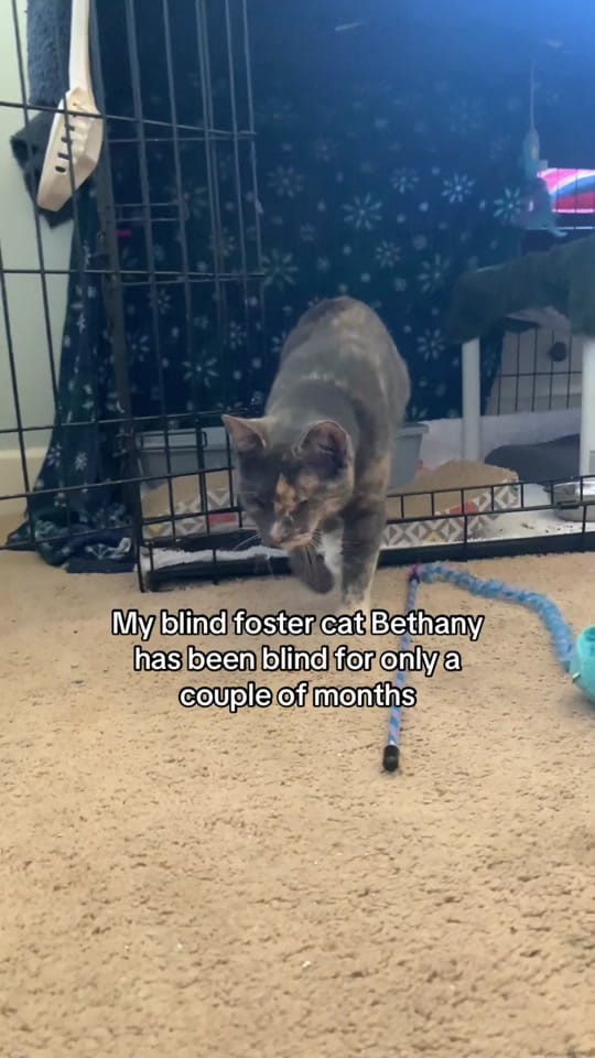 Post 5 by Houston D.O.G. Rescue on TikTok (video)